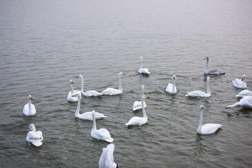 天鹅湖景区爆料事件最新